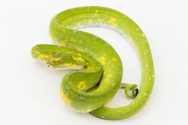 녹색 나무 파이썬 모렐리아 비리디스 뱀 biak 흰색 바탕에 - green tree python 뉴스 사진 이미지