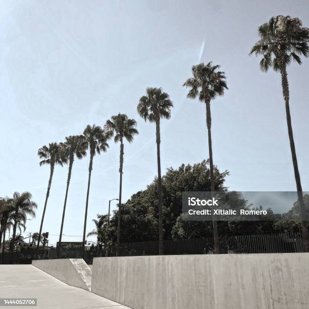 Lacma Palm Trees Stock Photo - Download Image Now - American Culture, Backgrounds, California