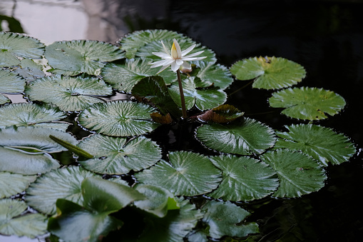 Lily pads from above.