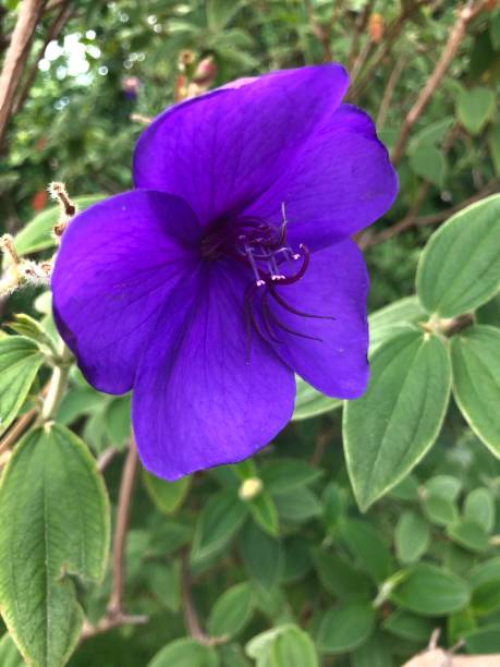 istock Purple flower close-up 1444053290