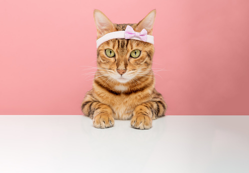 Adorable Bengal cat in a pink rim on the background. Copy space.