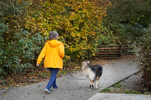 Rear view of a mature woman wearing a yellow jacket walking along a forest path in autumn with her dog on a leash