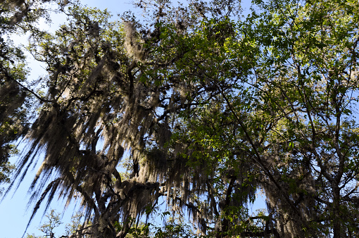 Spanish Moss lined Oak trees in Government Canyon State Natural Area. An amazing nature reserve where preserved dinosaur tracks can be observed, canyons, trails, and hills can be explored in San Antonio, Texas.