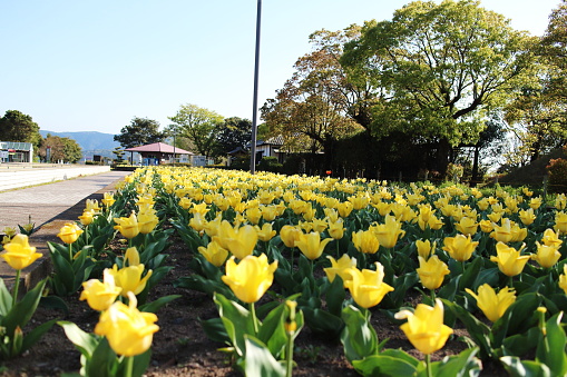 Yellow tulips in full bloom in Kirishimagaoka Park