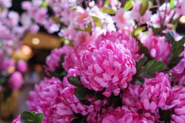 Close up of ornate pink Chrysanthemum Morifolium flowers.