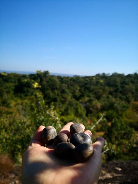 istock Plant seeds, growing to increase forest area. 1444063414