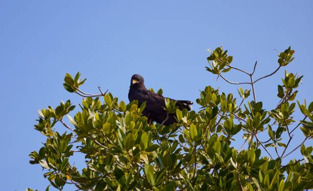 istock Black Hawk perch on the top of a green tree under blue sky 1444064564