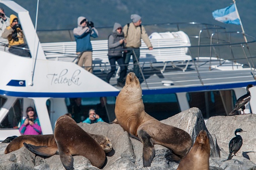 – March 13, 2010: Tourists taking photos of seals on the stone in Beagle Channel, Ushuaia