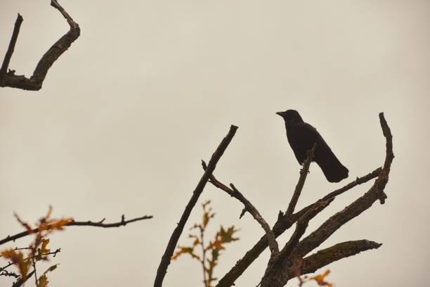 istock Silhouette of a raven perching on a high thin tree branch under the gray sky 1444064837