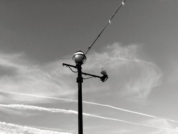 istock Grayscale of a seagull perching on the street light 1444064961