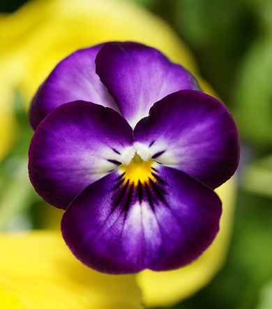 A macro shot of a viola tricolor - wild pansy flower blooming in a garden