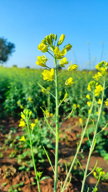 senfpflanze blume mit himmel - mustard plant mustard field clear sky sky stock-fotos und bilder