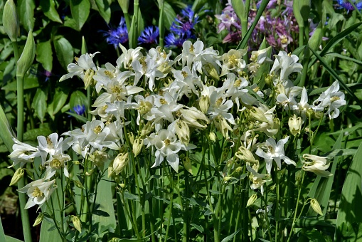 A selective focus shot of delicate white columbine flowers blooming in a garden