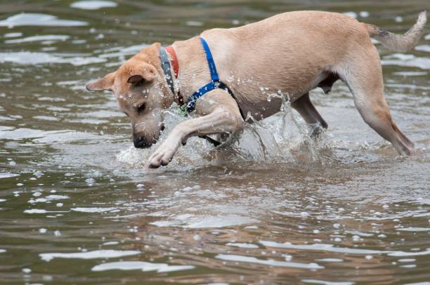 istock Dog splashing water while playing in a pond 1444065275