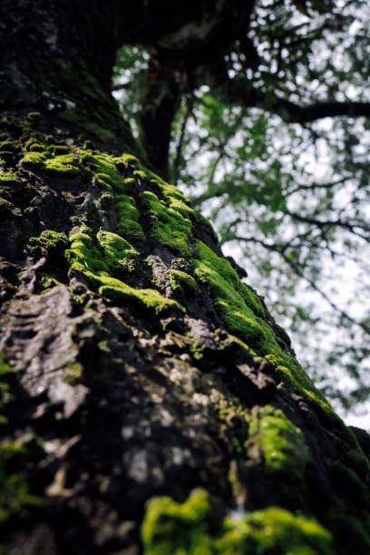 istock Vertical shot of a tree with moss on a sunny day in Majalengka Regency, West Java, Indonesia 1444065285