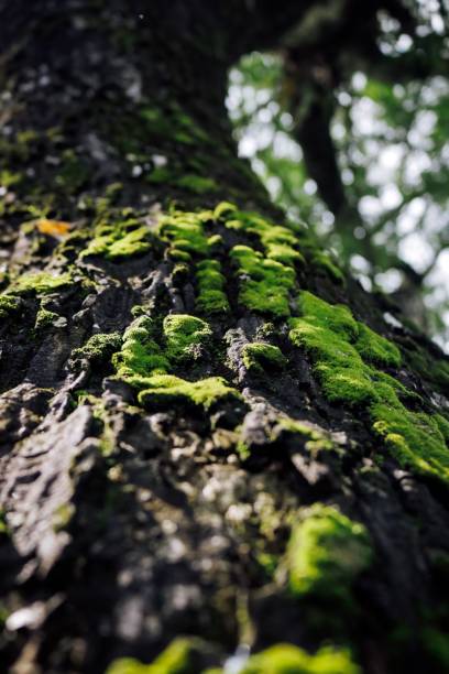 istock Vertical shot of a tree with moss on a sunny day in Majalengka Regency, West Java, Indonesia 1444065296