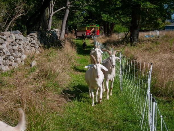 istock Group of white horned goats on a rural field on Rhode Island 1444065324