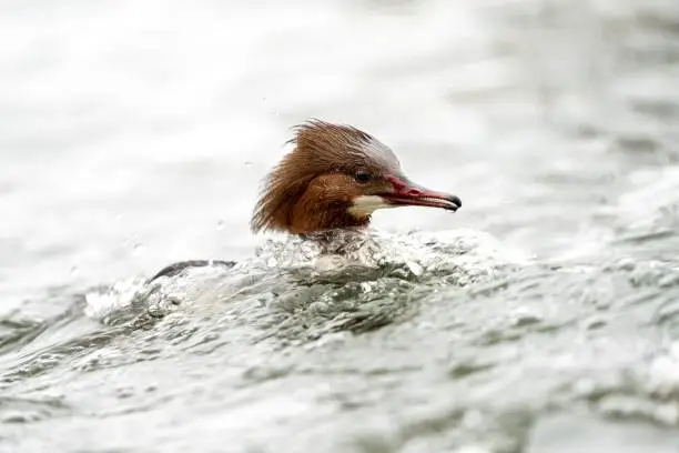 A closeup of a common merganser duck swimming in the water