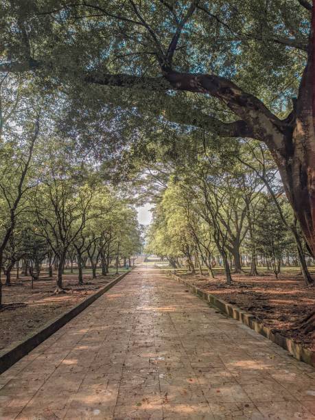 istock Park with many trees on a sunny day 1444065460