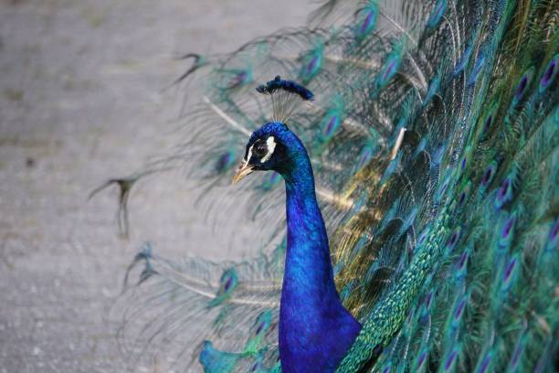 istock Beautiful shot of an elegant peacock 1444065900