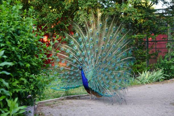 istock Beautiful shot of an elegant peacock 1444065915
