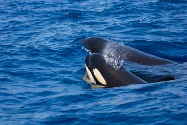 istock Couple of orca or killer whale 1444066163