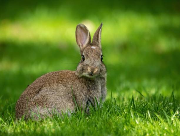 istock Cute bunny in the garden 1444066179