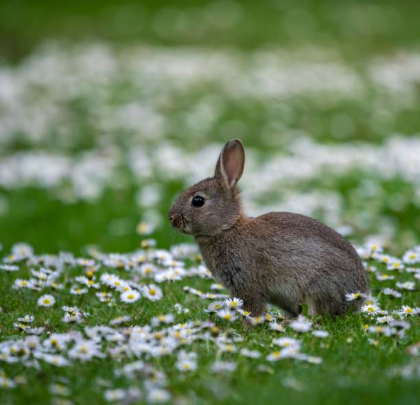istock Cute bunny in the garden 1444066238