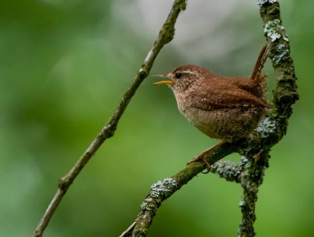 istock Cute Eurasian Wren on a tree branch 1444066245