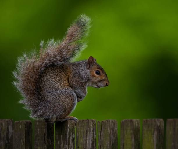 istock Cute squirrel on a wooden fence 1444066249
