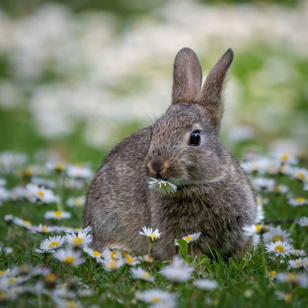 istock Cute bunny in the garden 1444066262
