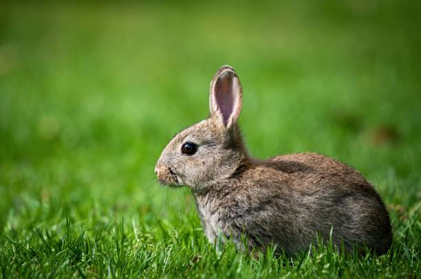 istock Cute bunny in the garden 1444066265