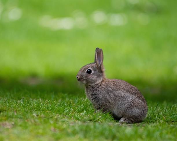 istock Cute bunny in the garden 1444066279
