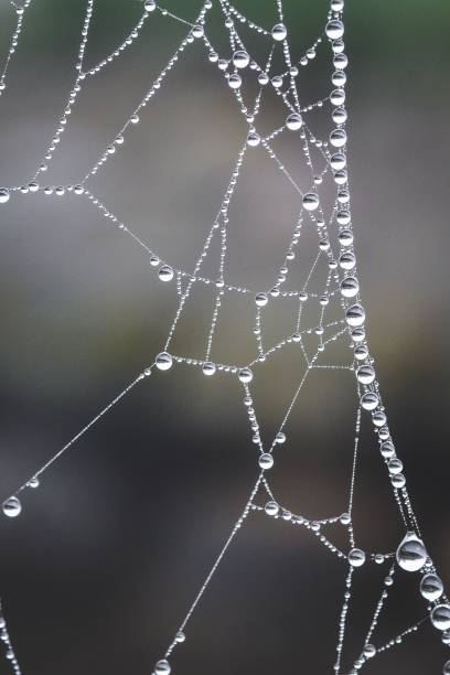 istock Vertical closeup shot of dew droplets on a cobweb 1444066356
