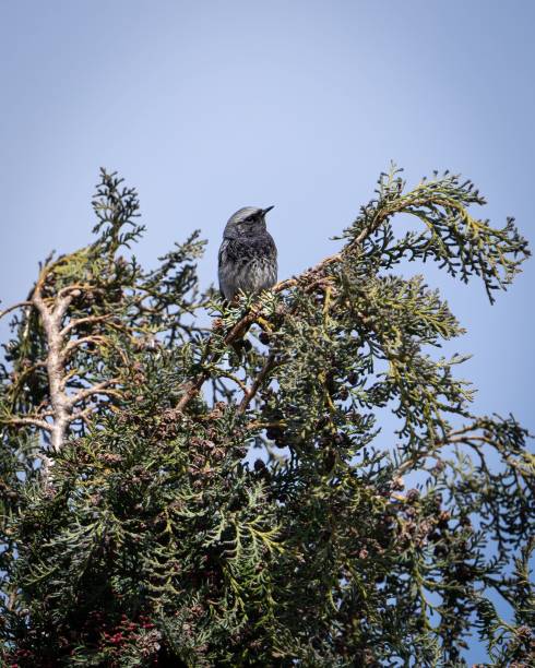 istock Vertical shot of a spotted nutcracker on the branch of a tree 1444066371