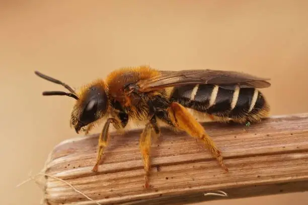 Closeup on a female Orange legged furrow bee, Halictus rubicundus sitting on dried vegetation in the field