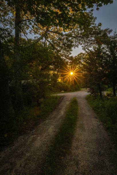 istock Sunburst through trees at sunset,  The  Marthas Vineyard island, vertical 1444066888