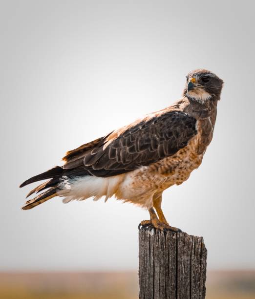 A vertical shot of a Swainson's hawk watching for prey
