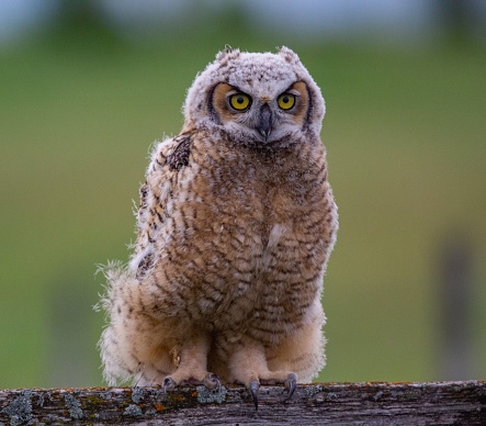 A closeup shot of a great horned owl trying to look dangerous
