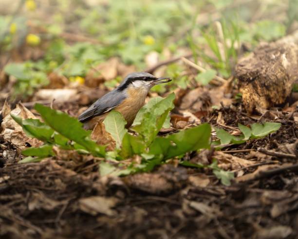 istock Closeup shot of a Eurasian nuthatch on the grass 1444067202