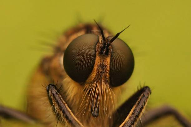 istock Frontal facial closeup on a Golden-tabbed Robberfly, Eutolmus rufibarbis sitting on a green leaf 1444067310