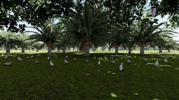 istock Flock of doves perched on grass under date palm trees at a farm 1444067421