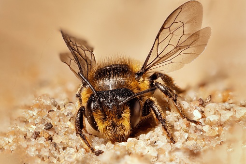 A macro of a wild bee sitting in sand with visible wing detail