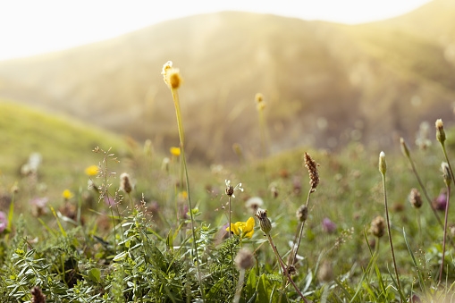 Rural farmland with yellow wildflowers under blue sky and white clouds