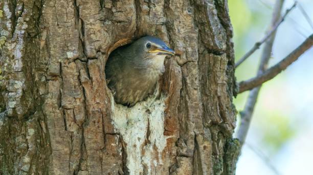 istock Beautiful Common starling looking out from dry tree hollow in forest with blurred background 1444068983