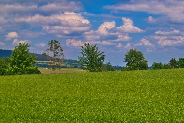 istock Natural field landscape with small trees view in the summer 1444069658