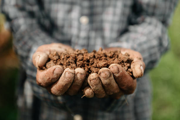 istock Oldman farmer holding soil in cupped hands in sun light 1444069867