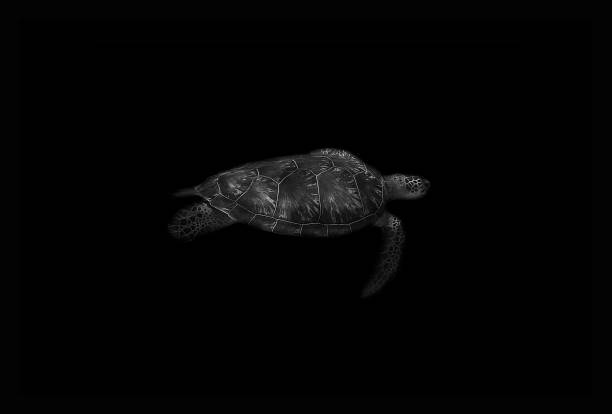 istock Closeup shot of a turtle underwater with dark black background 1444070185