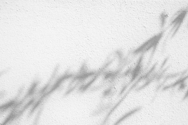 istock White Concrete Wall Texture Background with Light Bokeh and Shadow of Tree Branch on the Surface. 1444070321