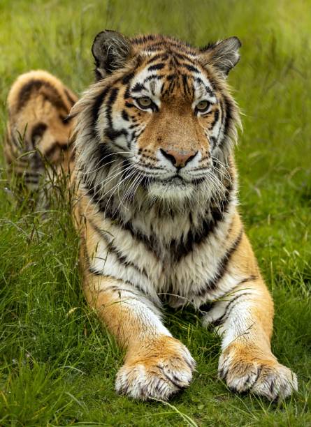 istock Amur tiger lying on grassland 1444070496